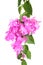 Bright Bougainvillea flowers isolated on white background