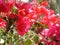 Bright Bougainvillea. Flowers Of Turkey