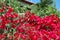 Bright bougainvillea at Kiato, Greece