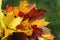 Bright bouquet of autumn colorful maple leaves close-up. Concept of Autumn coming. Modern background, wallpaper or