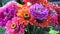 Bright bouquet of multi colored zinnia flowers. A zinnia bouquet of just cut flowers