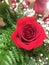 Bright bouquet of spring flowers featuring a red rose