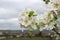 Bright branch of blossoming apple trees, large white flowers