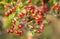 Bright branch of hawthorn with red berries