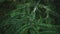 Bright branch of pine needles in summer forest. Fluffy pine tree branch