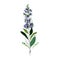 Bright branch of sage or Botanica sage vector lilac. Can be used for cards, invitations, banners, posters
