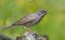 Bright Breeding plumage male Barred warbler posing perched on dry twig with neat background colors