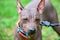 Bright brown American Hairless Terriers dog close-up portrait with colorful collar