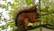 Bright brown squirrel gnawing on a nut while sitting on a tree. Selective focus