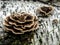 Bright brown tinder mushroom, with the Latin name Polyporaceae, the mushroom looks like rose petals, macro