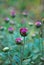 Bright buds of pink chrysanthemum among green leaves