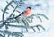 Bright bullfinch bird sits on a spruce branch covered with snow in a festive new year`s winter Park