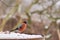 A bright bullfinch sits on the rim of an iron barrel . Blurred natural background