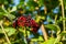 Bright bunch of viburnum black red berry on a long branch grows up among the foliage in sunlight