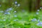 Bright bunches of blue flowers young forget-me-not On green defocused background