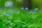 Bright bunches of blue flowers young forget-me-not On green defocused background