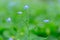 Bright bunches of blue flowers young forget-me-not On green defocused background