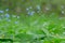 Bright bunches of blue flowers young forget-me-not On green defocused background