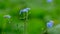 Bright bunches of blue flowers young forget-me-not On green defocused background