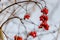 Bright bunches of mountain ash on the tree branches close-up in sunny winter day