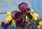Bright burgundy bearded retro iris flowers in the summer.