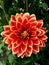 Bright burgundy-yellow dahlia flower close-up