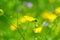 Bright buttercups on a green grass background