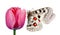 Bright butterfly apollo parnassius on pink tulip flower isolated on white. butterfly on flower for design.