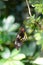 bright butterfly in nature. butterfly insect closeup. flying butterfly macro photography.