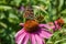 A bright butterfly sat on a beautiful flower against a background of green leaves.