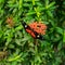 Bright butterfly sits on a flowers