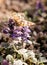 Bright butterfly and spring blossoming cornflowers