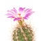 Bright cactus flower