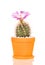 Bright cactus flower