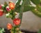 Bright cactus flowers with sharp needles, copyspace