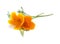 Bright californian poppy isolated