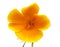 Bright californian poppy isolated