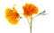 Bright californian poppy isolated