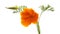 Bright californian poppy isolated