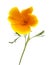 Bright californian poppy isolated