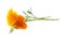 Bright californian poppy isolated