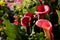 Bright Calla Lillies