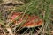 Bright cap of toadstool mushroom in green grass