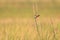 Bright-capped Cisticola    in the morning