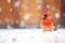 bright cardinal against a soft-focus snowfall background