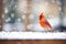 bright cardinal against a soft-focus snowfall background