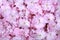Bright cerise pink flowers