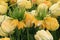 Bright and cheerful landscape of yellow crown imperial tulips