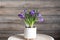 Bright cheerful purple crocus plant - spring decor