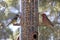 Bright Cheerful Yard Birds on Feeder